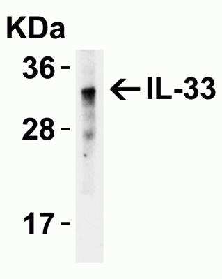 Western Blot: IL-33 AntibodyBSA Free [NBP1-76394]