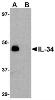 Western Blot: IL-34 AntibodyBSA Free [NBP1-76357]