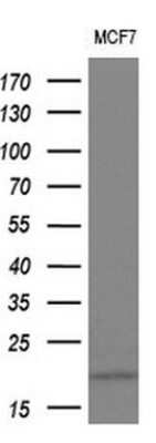 Western Blot: IL-36 gamma/IL-1F9 Antibody (OTI2F4) [NBP2-45749]