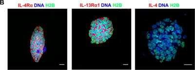 Immunocytochemistry/ Immunofluorescence: IL-4 Antibody (BVD4-1D11) - BSA Free [NB100-64798]