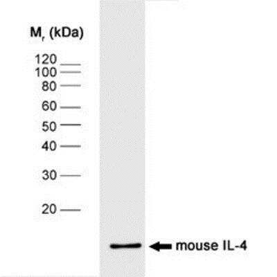 Western Blot: IL-4 Antibody (BVD4-1D11)BSA Free [NB100-64798]