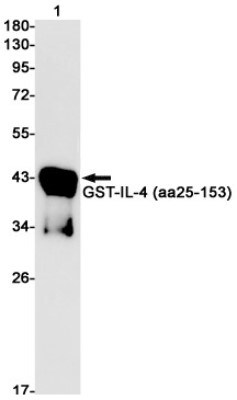 Western Blot: IL-4 Antibody (S08-2A7) [NBP3-19749]