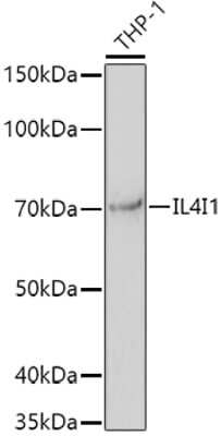 Western Blot: IL-4I1 AntibodyAzide and BSA Free [NBP3-03586]
