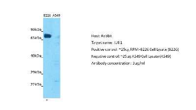 Western Blot: IL-4I1 Antibody [NBP2-84089]