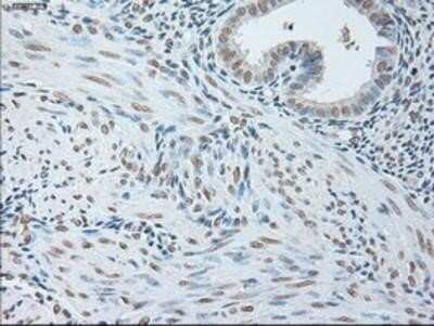 Immunocytochemistry/ Immunofluorescence: IL-6 Antibody (OTI3G9) - Azide and BSA Free [NBP2-71027]