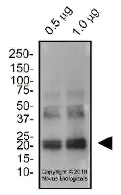 Western Blot: IL-6 AntibodyBSA Free [NBP2-78132]
