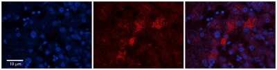 Immunohistochemistry-Paraffin: SF20/MYDGF Antibody [NBP1-98493]