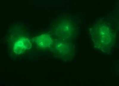Immunofluorescence: IL6R Antibody (OTI2F4) [NBP2-45414]