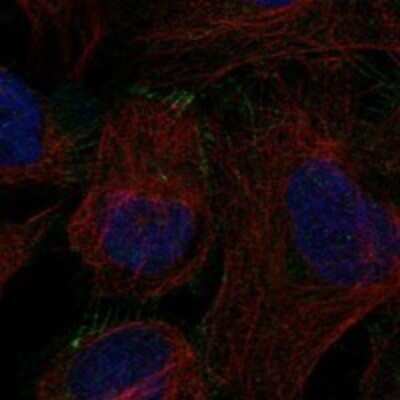 Immunocytochemistry/ Immunofluorescence: ILDR2 Antibody [NBP3-17506]