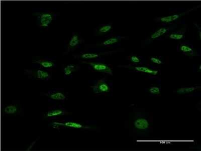 Immunocytochemistry/ Immunofluorescence: ILF1 Antibody (4A11) [H00003607-M04]
