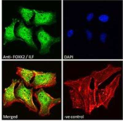 Immunocytochemistry/ Immunofluorescence: ILF1 Antibody [NB100-1285]