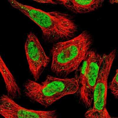 Immunocytochemistry/ Immunofluorescence: ILF1 Antibody [NBP1-87700]