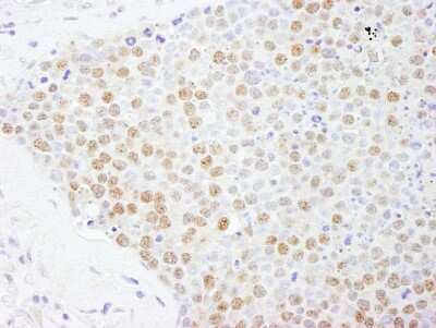 Immunohistochemistry-Paraffin: ILF1 Antibody [NB100-88148]