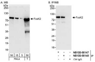 Western Blot: ILF1 Antibody [NB100-88148]