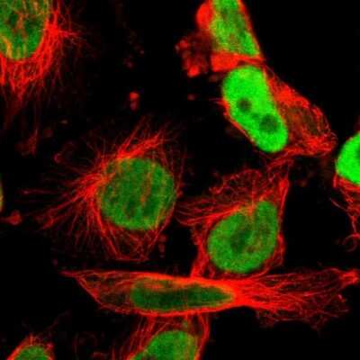 Immunocytochemistry/ Immunofluorescence: ILF2 Antibody [NBP1-82586]