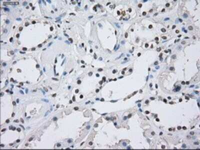 Immunohistochemistry: ILF2 Antibody (OTI6F1) - Azide and BSA Free [NBP2-71036]