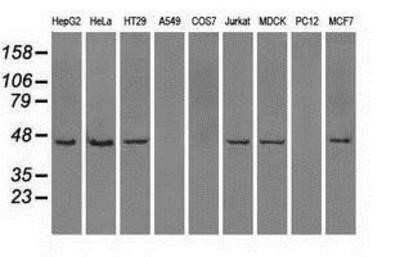 Western Blot: ILF2 Antibody (OTI6F1)Azide and BSA Free [NBP2-71036]