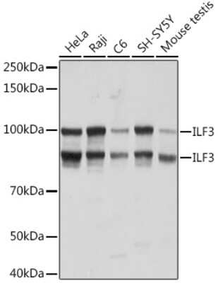 Western Blot: ILF3 Antibody (0S2N7) [NBP3-16664]
