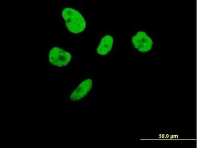Immunocytochemistry/ Immunofluorescence: ILF3 Antibody [H00003609-B01P]