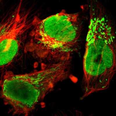 Immunocytochemistry/ Immunofluorescence: ILF3 Antibody [NBP1-84056]