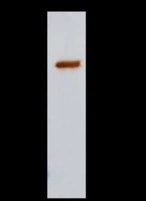 Immunoprecipitation: ILKAP/PP2C delta Antibody [NBP3-00036]