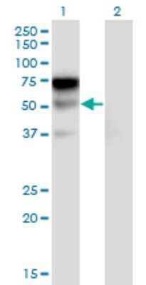 Western Blot: ILT1/CD85h/LILRA2 Antibody (3C7) [H00011027-M17]