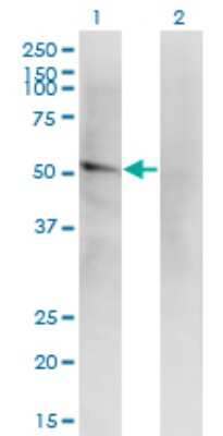 Western Blot: ILT1/CD85h/LILRA2 Antibody (4D7) [H00011027-M14]