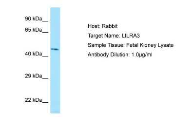 Western Blot: ILT6/CD85e/LILRA3 Antibody [NBP1-98549]