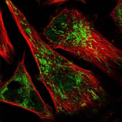 Immunocytochemistry/ Immunofluorescence: IMPA1 Antibody [NBP1-83107]