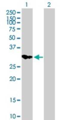 Western Blot: IMPA2 Antibody [H00003613-B01P]
