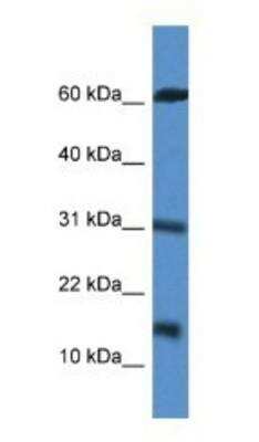 Western Blot: INCA Antibody [NBP1-74090]