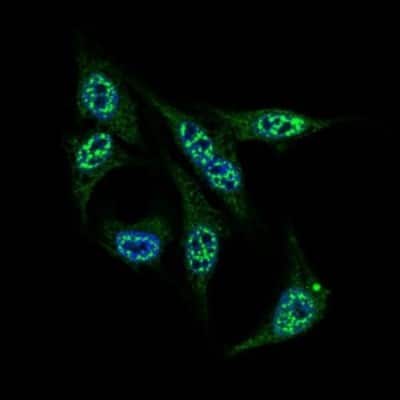 Immunocytochemistry/ Immunofluorescence: INCENP Antibody (3D2) - BSA Free [NBP2-37471]