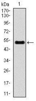 Western Blot: INCENP Antibody (3D2)BSA Free [NBP2-37471]