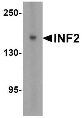 Western Blot: INF2 AntibodyBSA Free [NBP2-81836]