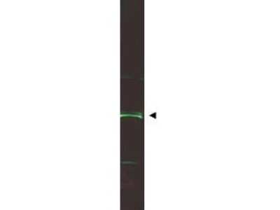 Western Blot: ING5 Antibody [NB100-1681]