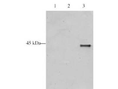 Western Blot: ING5 Antibody [NB100-1681]