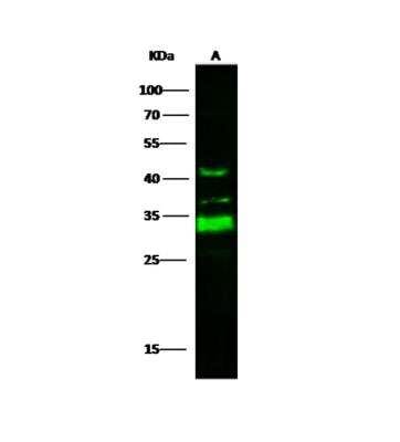 Western Blot: ING5 Antibody [NBP3-06217]
