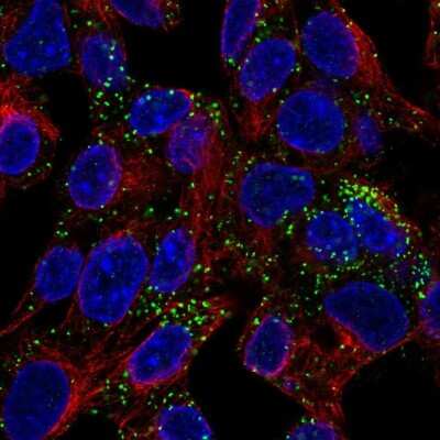 Immunocytochemistry/ Immunofluorescence: INHBE Antibody [NBP1-89262]