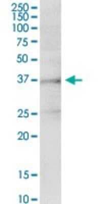 Immunoprecipitation: INHBE Antibody [H00083729-D01P]