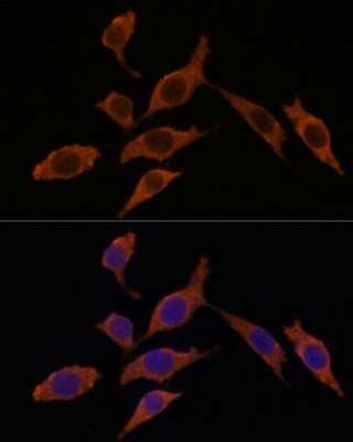 Immunocytochemistry/ Immunofluorescence: INMT Antibody - Azide and BSA Free [NBP3-04606]