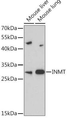 Western Blot: INMT AntibodyAzide and BSA Free [NBP3-04606]