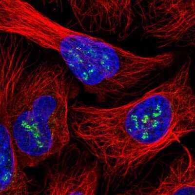 Immunocytochemistry/ Immunofluorescence: INO80C Antibody [NBP2-14123]