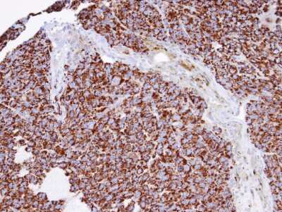 Immunohistochemistry-Paraffin: INPP1 Antibody [NBP1-31475]