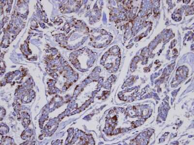Immunohistochemistry-Paraffin: INPP1 Antibody [NBP1-31475]