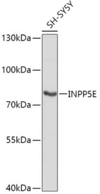 Western Blot: INPP5E AntibodyAzide and BSA Free [NBP3-05081]