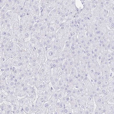 Immunohistochemistry-Paraffin: INSL5 Antibody [NBP1-86343]