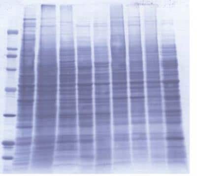 Western Blot: INSTA-Blot Human Cell Lines [NBP2-30114]