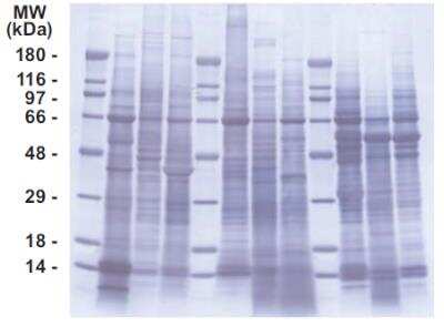 SDS-PAGE: INSTA-Blot Multi-species Stomach, Small Intestine and Pancreas [NBP2-30118]