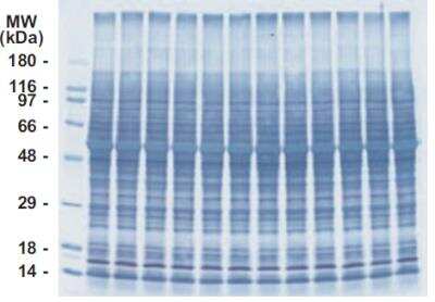 SDS-PAGE: INSTA-Blot Rat Brain [NBP2-30121]