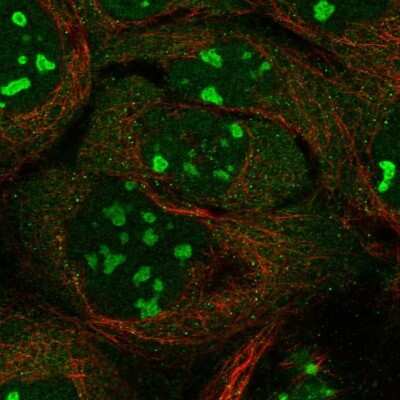 Immunocytochemistry/ Immunofluorescence: INT4 Antibody [NBP1-83102]